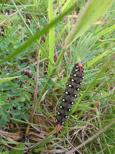Leafy Spurge Hawkmoth