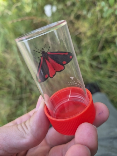 Cinnabar moth