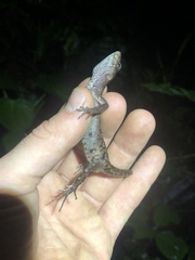 Gelanesaurus flavogularis