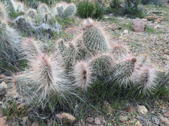 Opuntia polyacantha