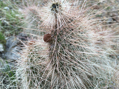 Opuntia polyacantha