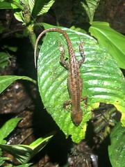 Gelanesaurus flavogularis