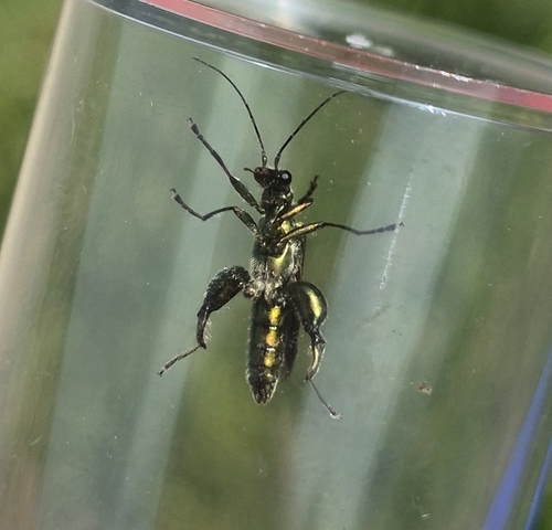 Thick-legged Flower Beetle
