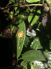 Pristimantis altamnis