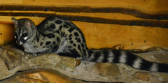 Genetta tigrina tigrina