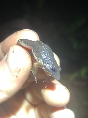 Adenomera hylaedactyla