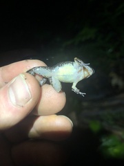 Adenomera hylaedactyla