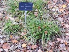 Carex rorulenta