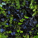 Batwing Vinyl Lichen - Photo (c) Andrew Simon, some rights reserved (CC BY-NC), uploaded by Andrew Simon