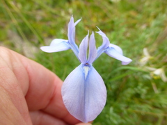Moraea tripetala tripetala