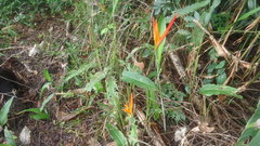 Heliconia psittacorum