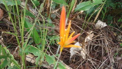 Heliconia psittacorum