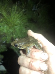 Leptodactylus wagneri