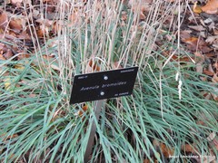 Helictochloa bromoides