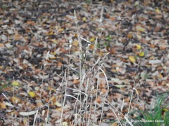 Helictochloa bromoides