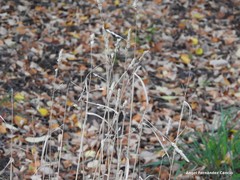 Helictochloa bromoides