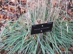 Helictochloa bromoides