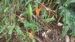 Heliconia psittacorum