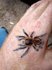 Bistriopelma