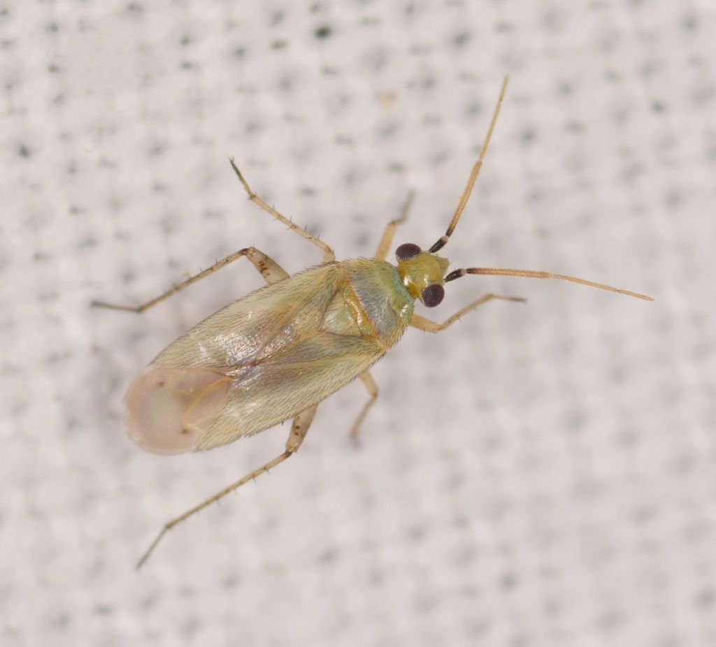 Plagiognathus bipunctatus