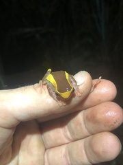 Dendropsophus bifurcus