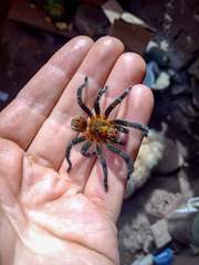 Bistriopelma