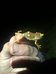 Dendropsophus sarayacuensis