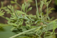 Fumaria vaillantii, photograph (c) Bobo-X, some rights reserved (CC BY)