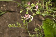 Fumaria vaillantii