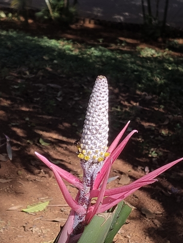 Aechmea bromeliifolia