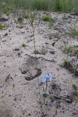 Moraea tripetala tripetala