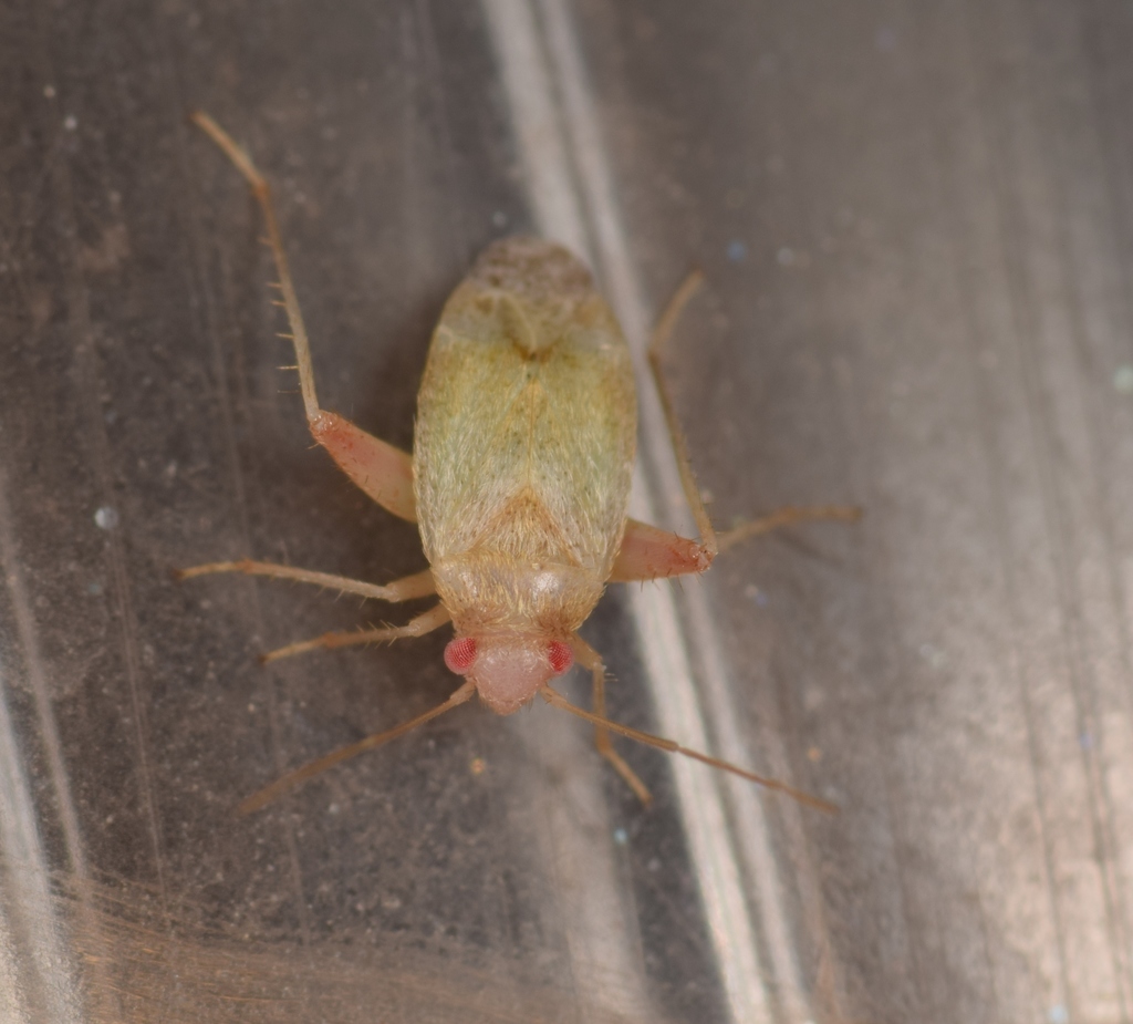 Psallopsis