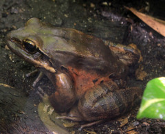 Giant Ditch Frog photo 2