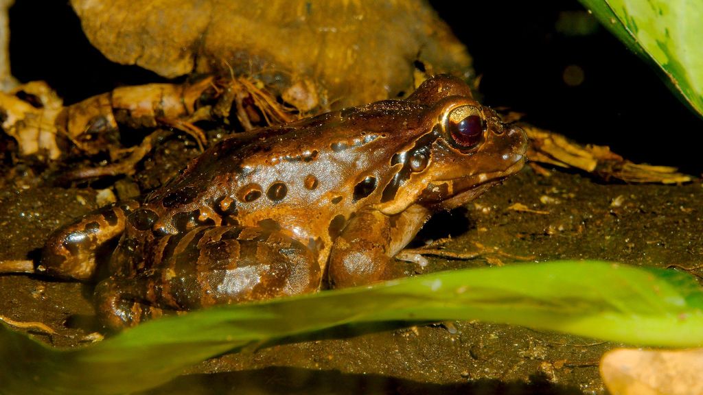 Mountain Chicken (Leptodactylus fallax)