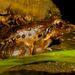 Leptodactylus fallax - Photo (c) Josh More, algunos derechos reservados (CC BY-NC-ND)