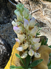 Lupinus albicaulis, photograph (c) Kyle Elshoff, some rights reserved (CC BY)