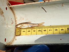 Enteromius bifrenatus