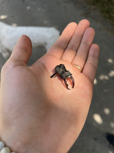 European Stag Beetle