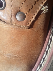 Thomisidae