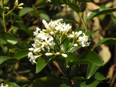 Melodinus suaveolens