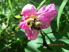 Bombus distinguendus
