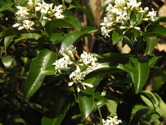 Melodinus suaveolens