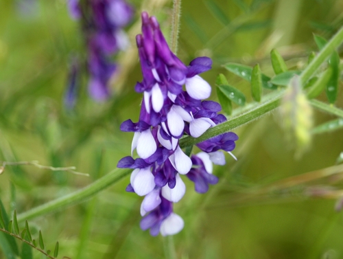 Vicia villosa iNat (2)