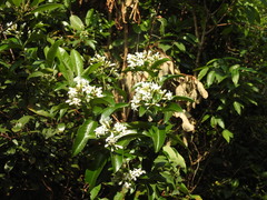 Melodinus suaveolens