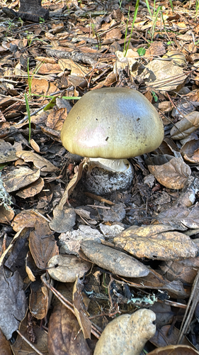 Amanita phalloides — Death Cap