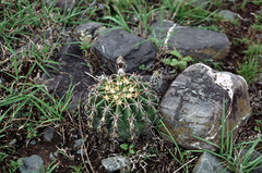 Echinopsis albispinosa