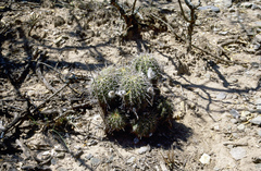 Echinopsis albispinosa