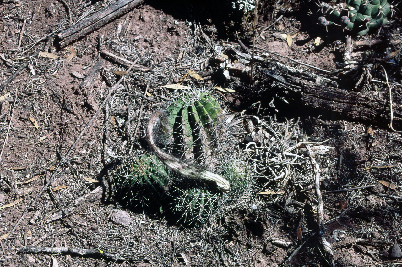 Echinopsis albispinosa