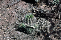 Echinopsis albispinosa