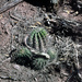 Echinopsis albispinosa - Photo (c) Martin Lowry,  זכויות יוצרים חלקיות (CC BY-NC), הועלה על ידי Martin Lowry